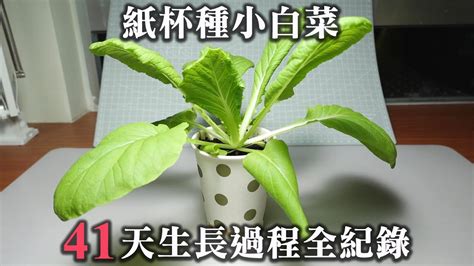 小白菜生長週期|什麼菜長最快？小白菜種植30天快速收成祕訣 